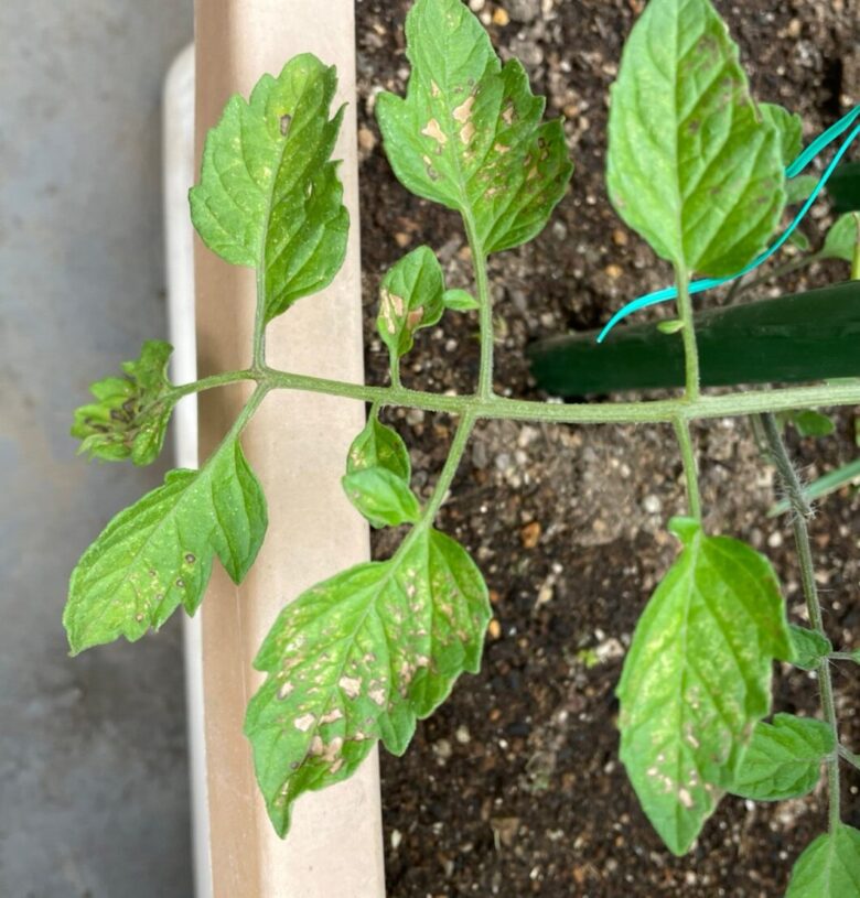 家庭菜園 ミニトマトの葉に茶色の斑点 斑点病になってしまった時の対策 ゆっくらまま日記