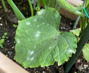 家庭菜園 プランター栽培中のキュウリの葉に白い斑点が うどん粉病の原因と対策 ゆっくらまま日記